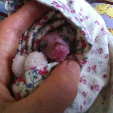 Brushtail possum