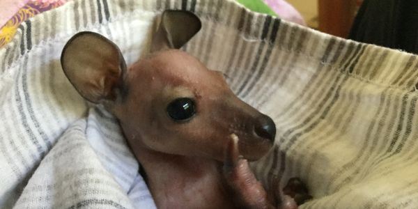 Red necked wallaby joey
