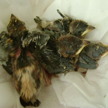 House martin chicks