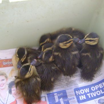 Pacific Black Ducklings