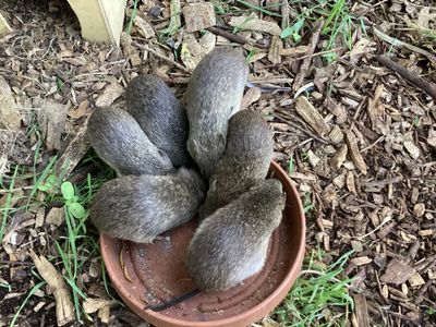 Bandicoot family from Russell Island, Qld.  