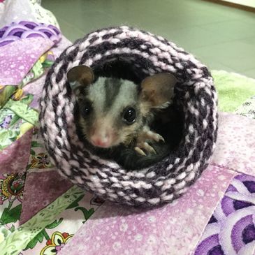 Sugar Glider