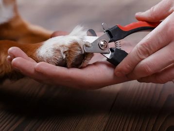 Person trimming a dog's nails with a nail clipper.