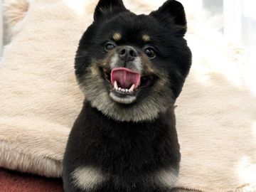 Happy black and gray fluffy dog with tongue out.