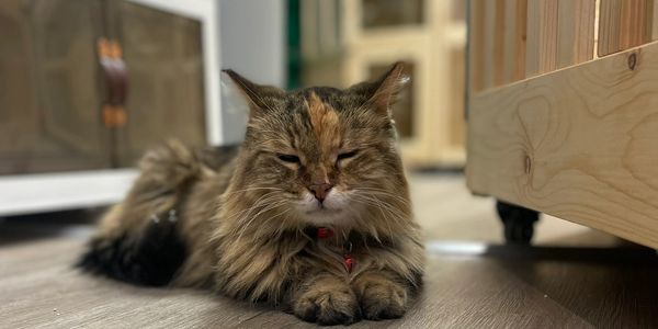 Fluffy cat resting peacefully on a wooden floor indoors.