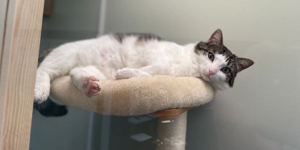A relaxed cat lying on a beige cat perch, gazing at the camera.
