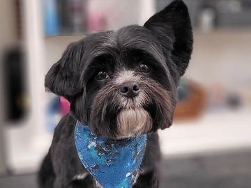 Small black dog with a blue bandana looking attentively.