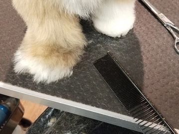 A fluffy dog's paw on a grooming table with a comb and scissors.