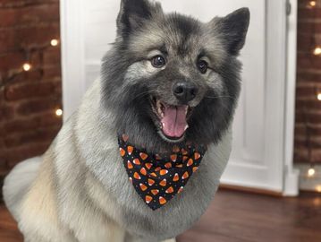 Fluffy dog wearing a candy corn themed bandana indoors.