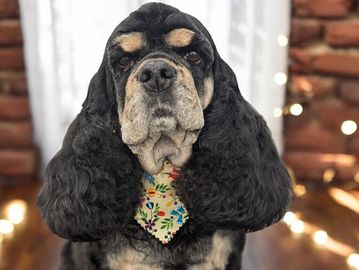 A black and tan dog wearing a colorful floral tie.