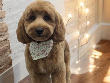 A fluffy brown dog wearing a floral bandana indoors.