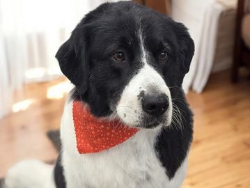 A black and white dog wearing a red bandana indoors.
