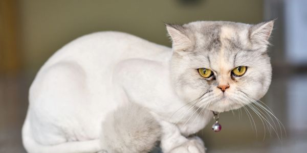 A white and gray cat with yellow eyes wearing a bell collar.