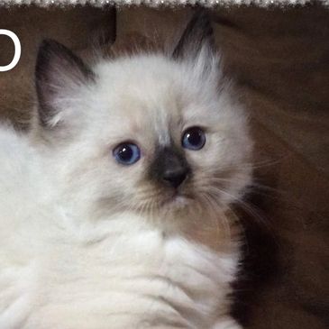 Camelot's Ragdolls - Ragdoll Kittens, Cats, Pets