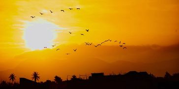 Coucher de soleil avec des oiseaux en vol.