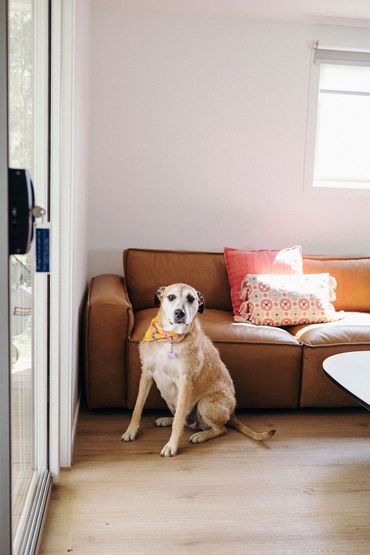 Dog relaxing inside a pet-friendly cabin at Bridgewater Caravan Park near Bendigo