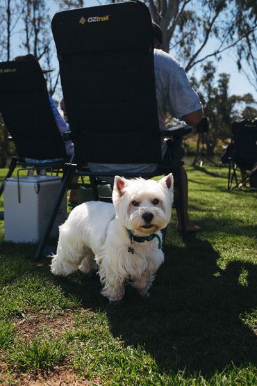 Dog enjoying the outdoor grounds at pet-friendly Bridgewater Caravan Park near Bendigo