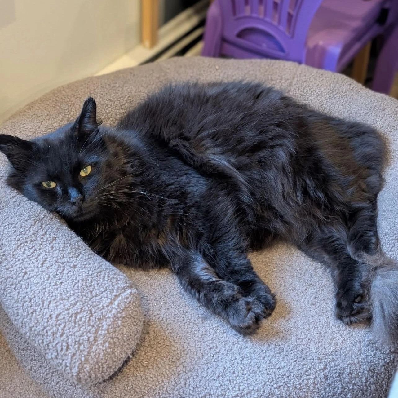Black cat resting on a cushioned bed.