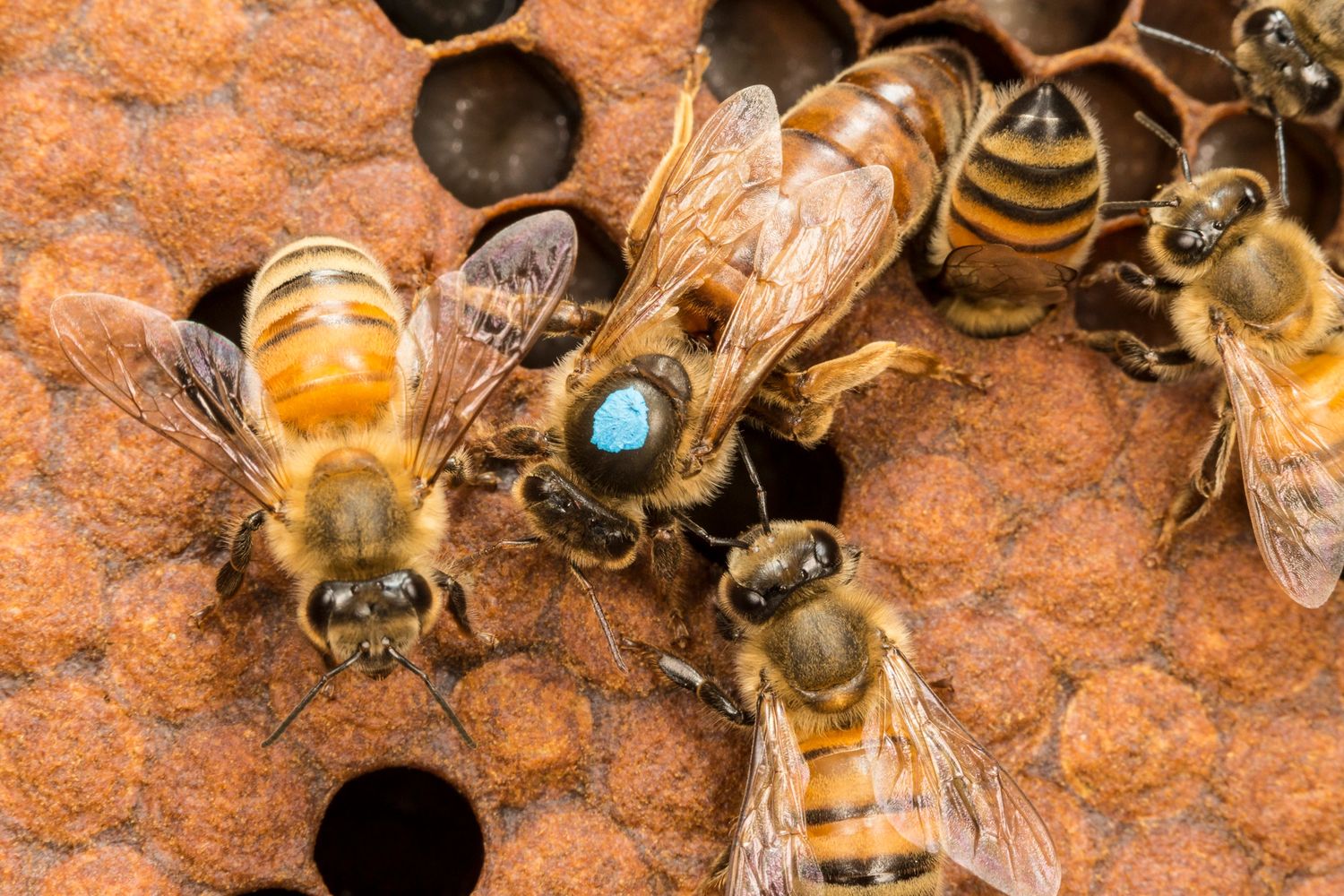 Northern Queen Honey Bees for Better Beekeeping Queen Bees