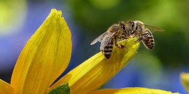 Two bees on flower