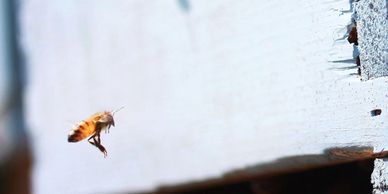 Honeybee landing at hive
