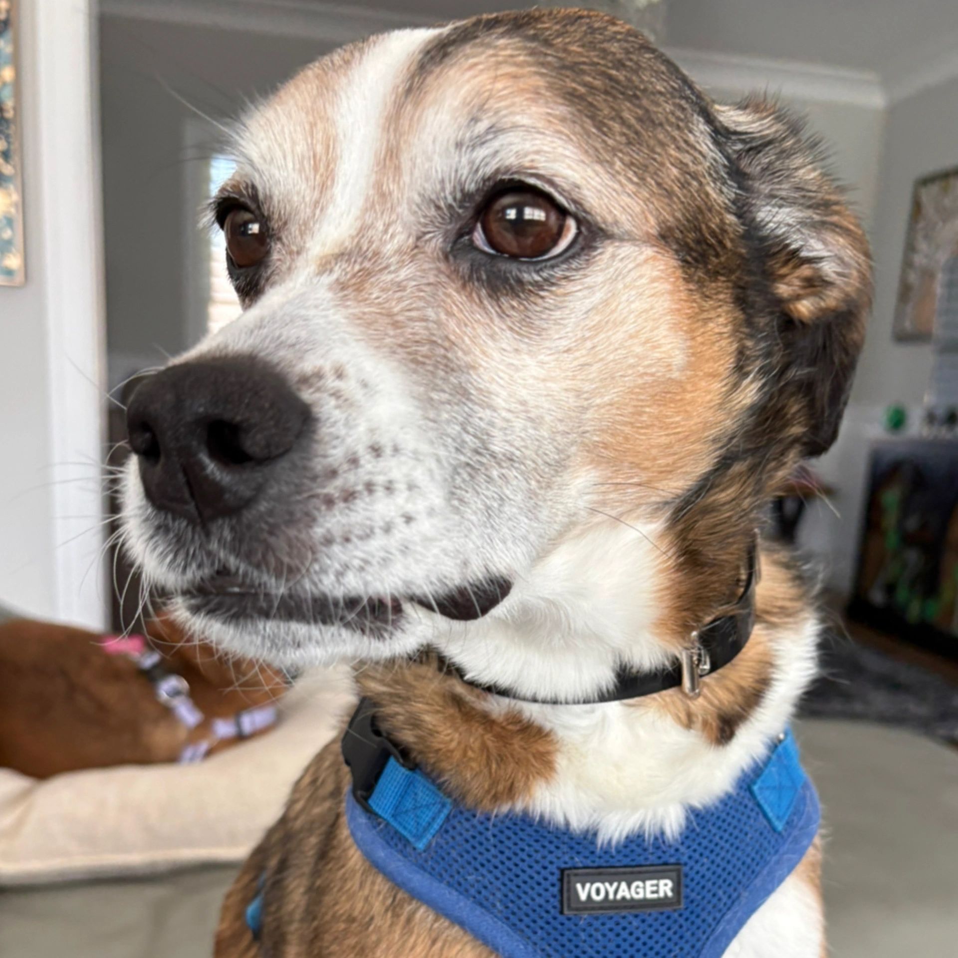 Close-up of a dog wearing a blue harness labeled 'VOYAGER'.