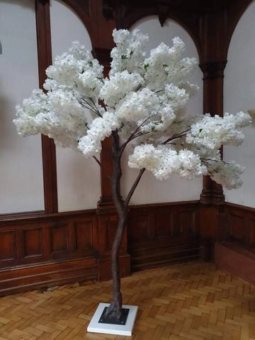 Beautiful Blossom Trees available to hire for weddings and events-Berkshire-Hampshire-Surrey.