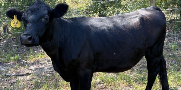 A black cow with a yellow ear tag stands in a sunny, grassy area near trees and a fence.