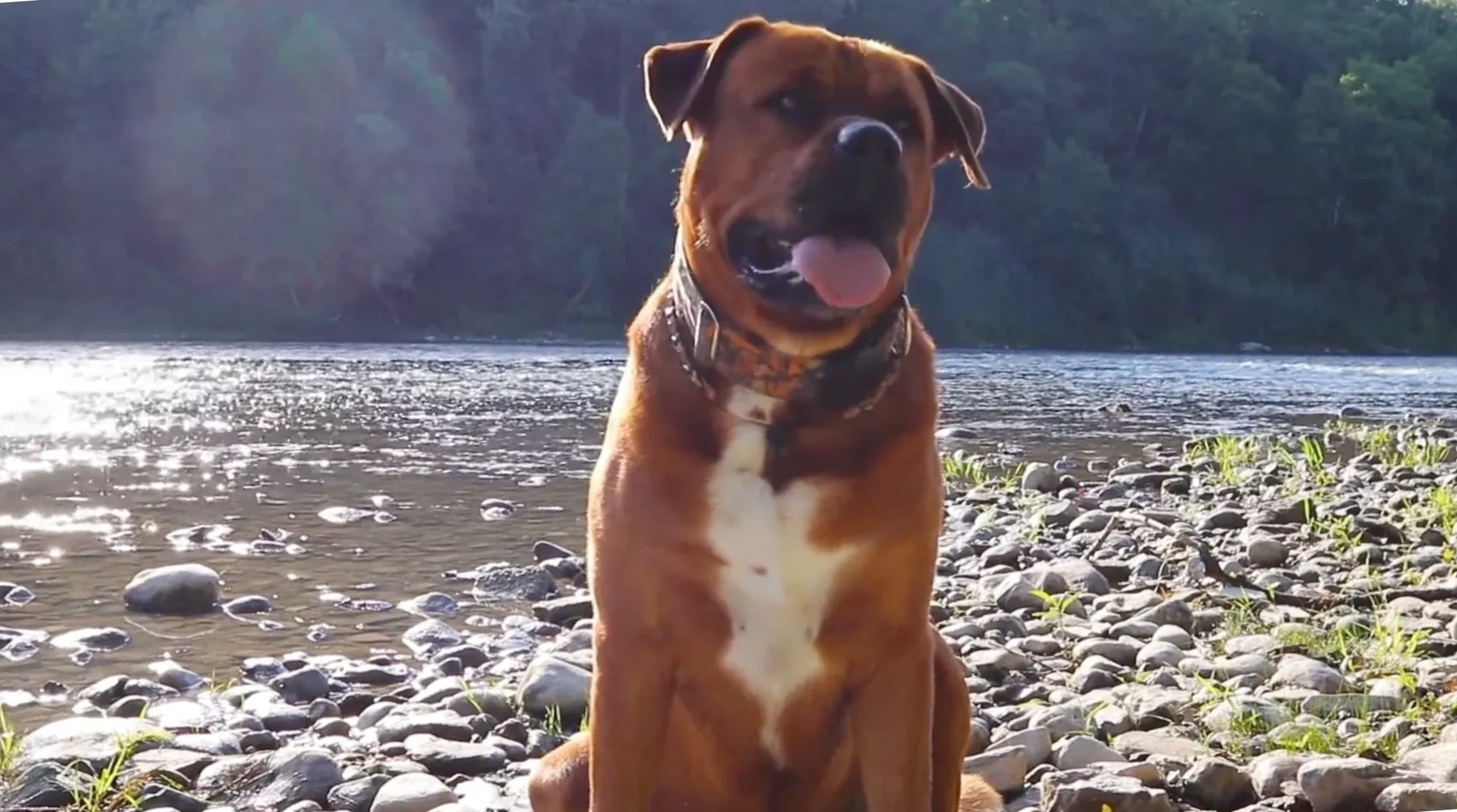 HOME [bossk9services.ca]