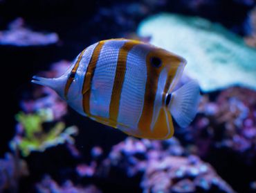 Copperband Butterflyfish