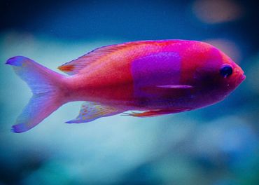 Pink Square Anthias 