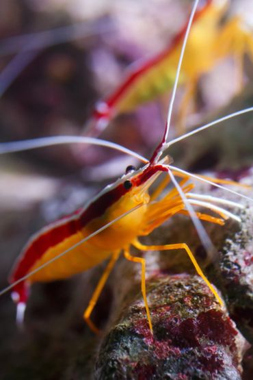 Skunkline Cleaner Shrimp Macro photography