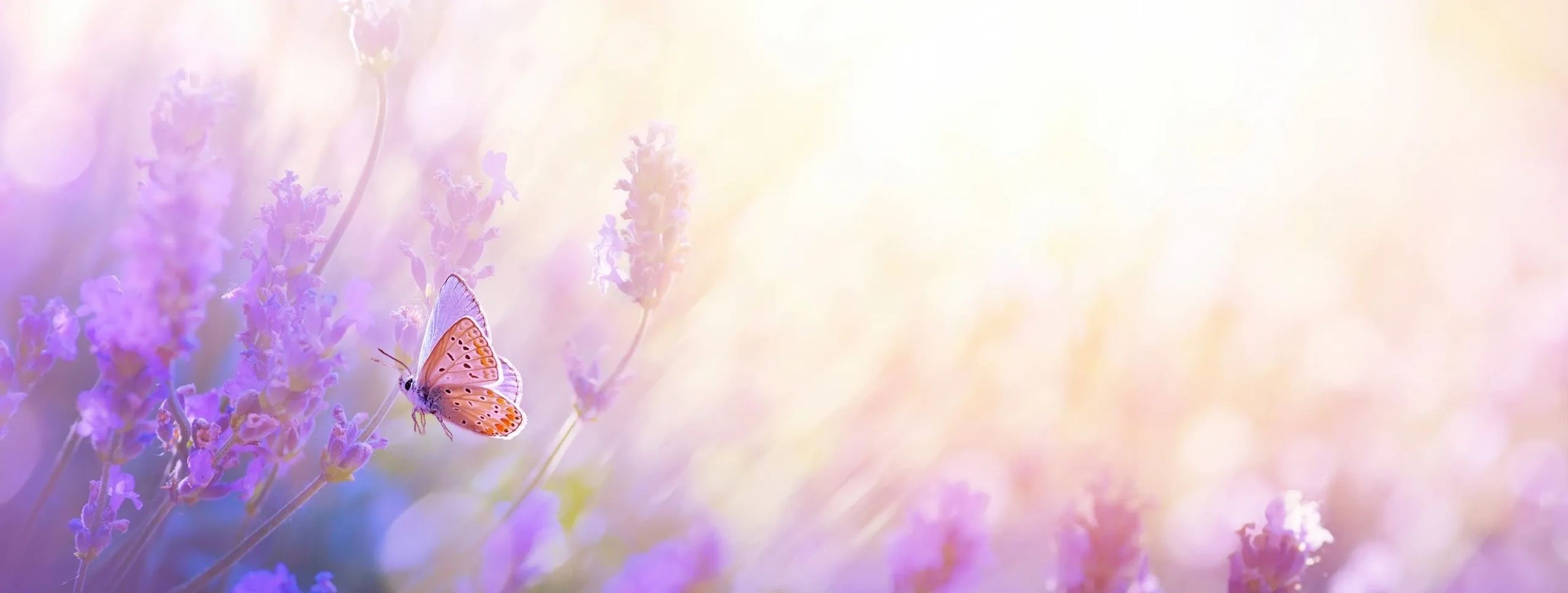 A delicate butterfly rests on lavender flowers in soft sunlight representing peace and end of life care.
