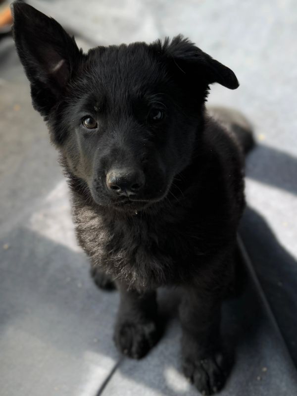 A cute black puppy sitting and looking attentively.