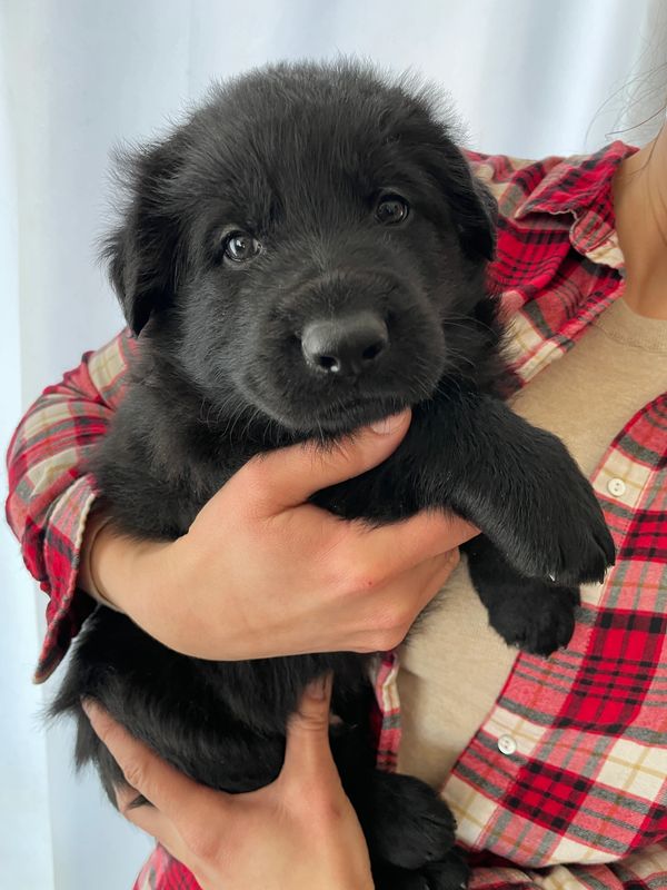 Black German Shepherd Puppies Kansas