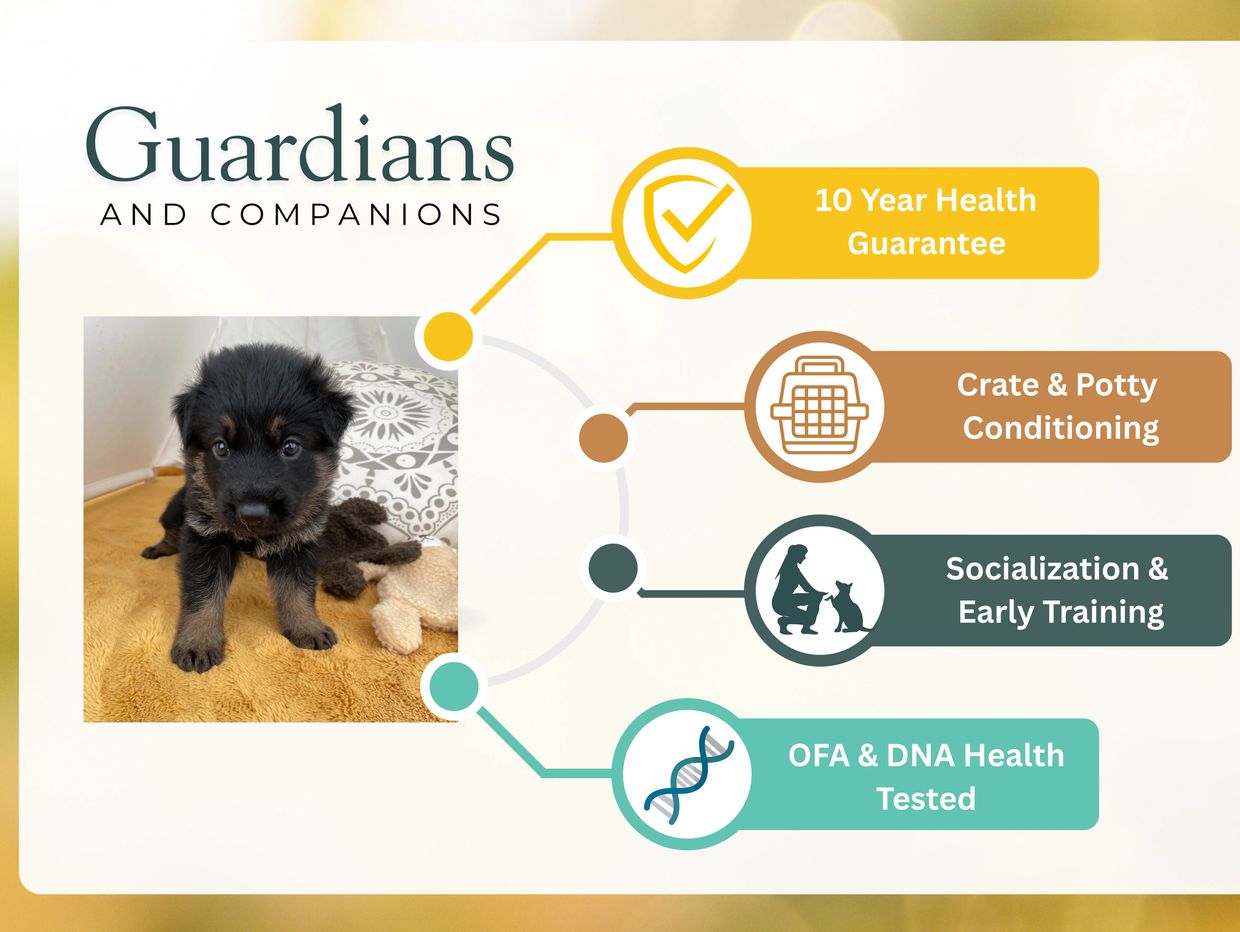 German Shepherd Breeder in Kansas City