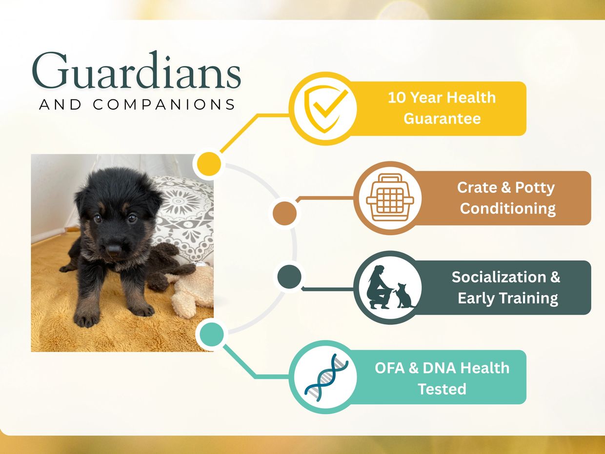 German Shepherd Breeder in Kansas City