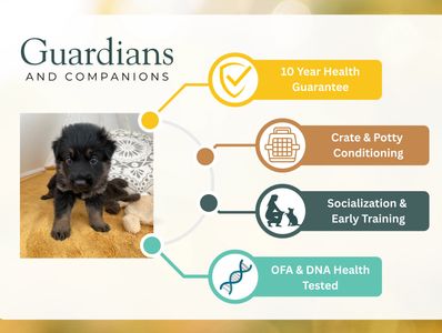 German Shepherd Puppies For Sale in Kansas city