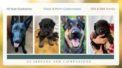 German Shepherd Puppies For Sale Duluth