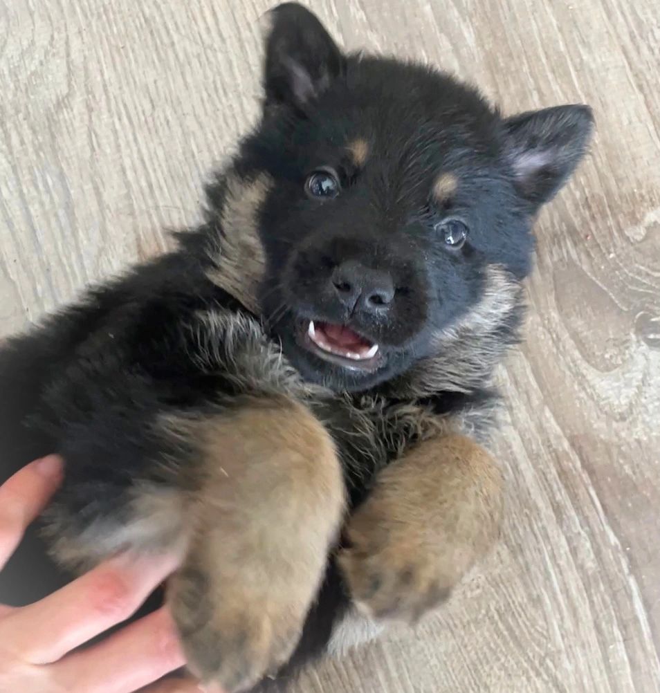 German Shepherd Puppies For Sale in Kansas City