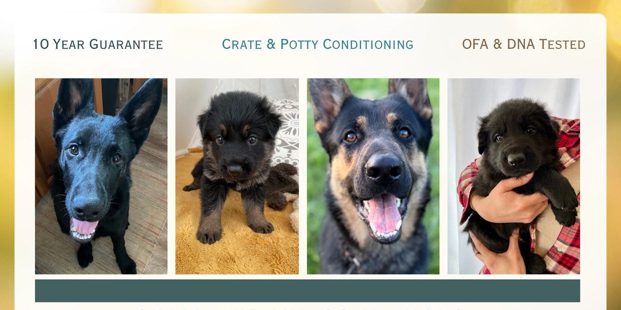 German Shepherd Puppies Twin Cities