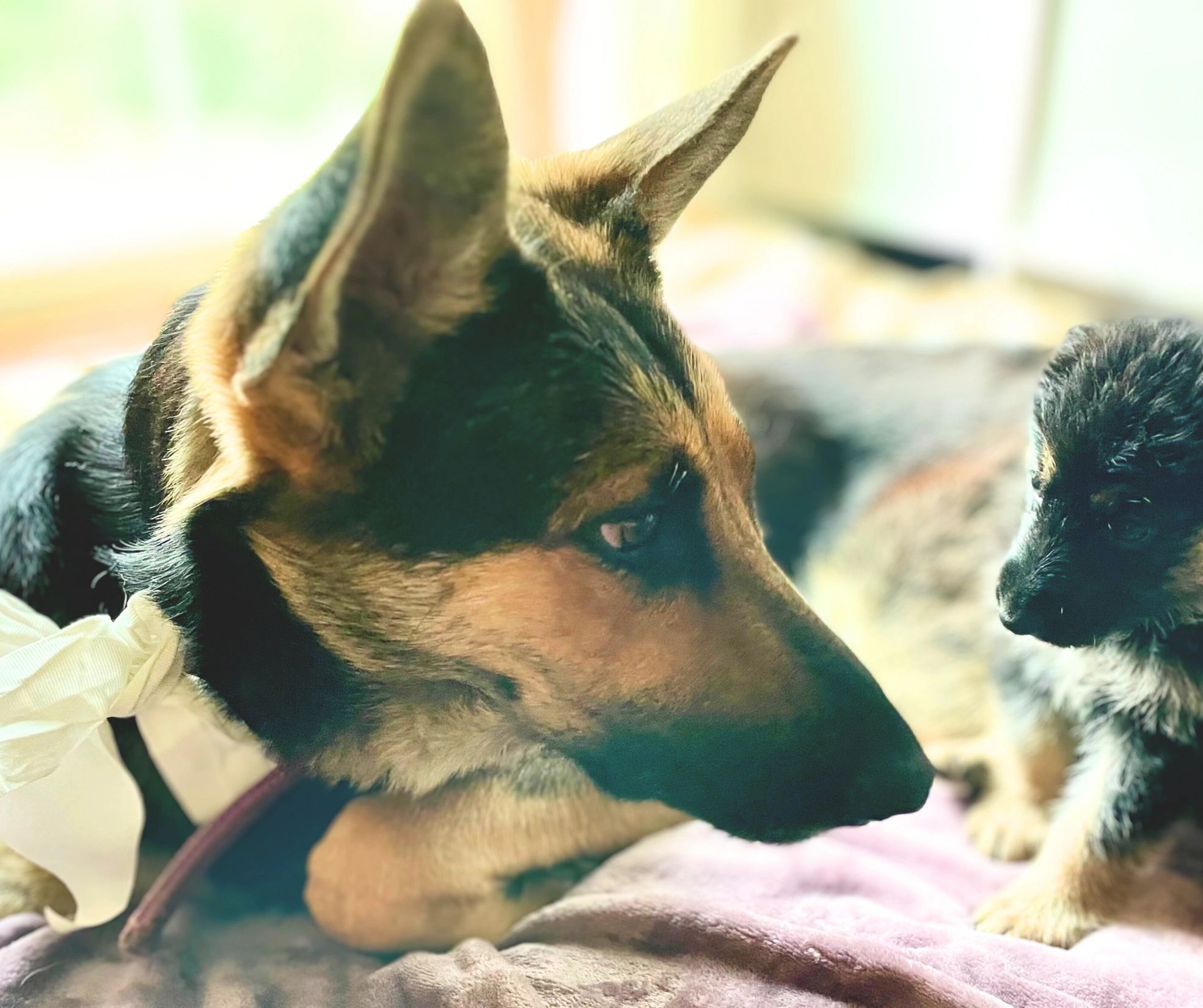 German Shepherd Puppies For Sale in Kansas City