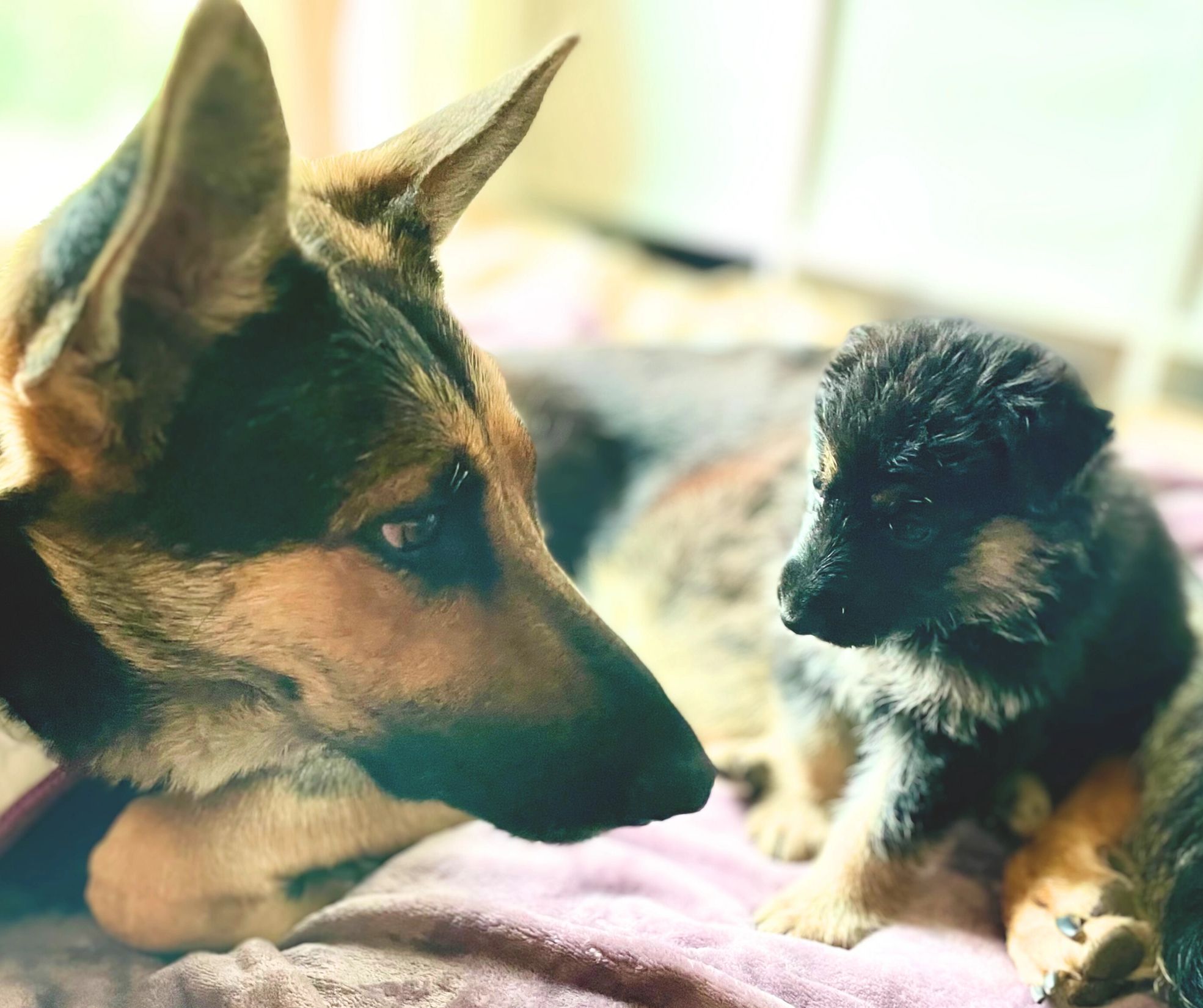 German Shepherd Puppies For Sale in Kansas City