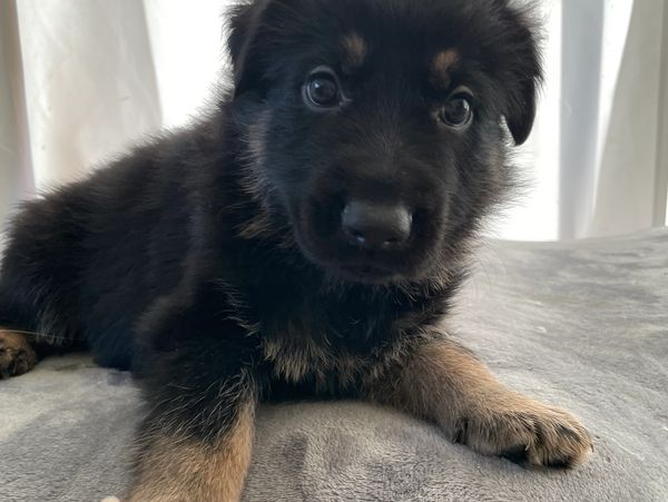 German Shepherd Puppy

