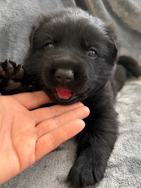 Black German Shepherd