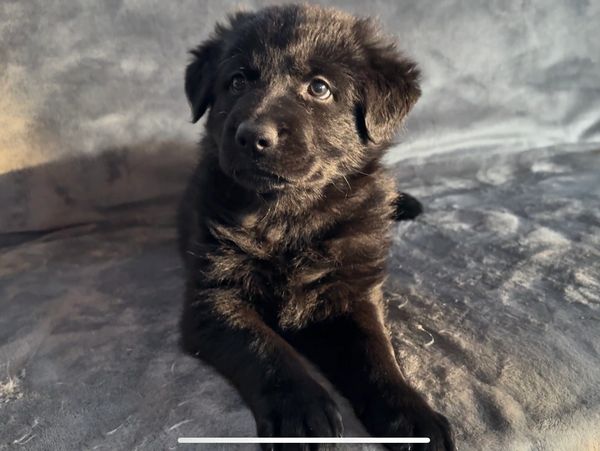 Black German Shepherd Puppy
