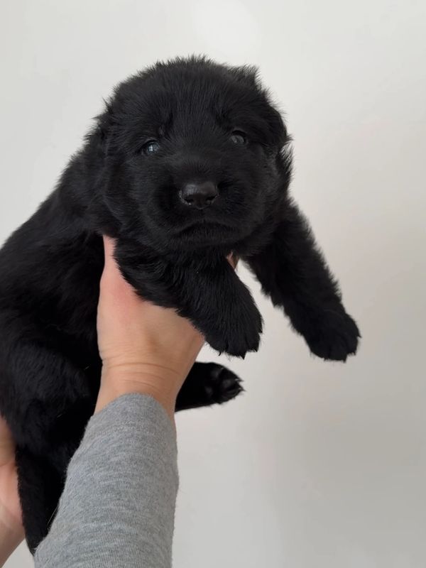 A fluffy black puppy being gently held up against a plain background.