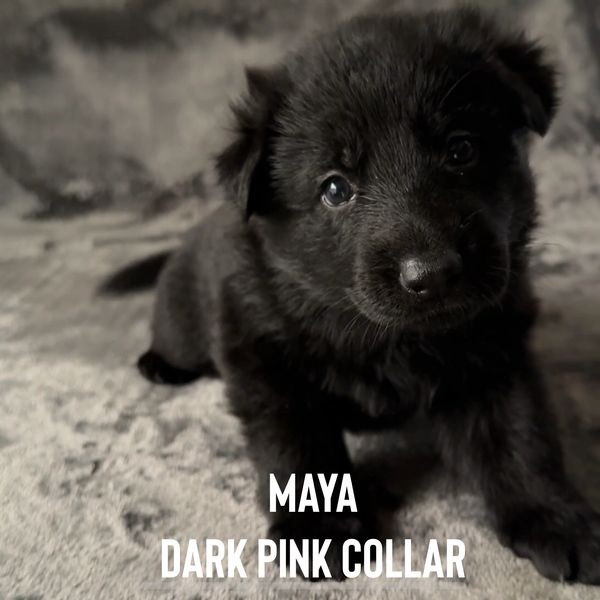 Black German Shepherds