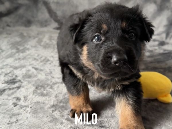 Adorable black and brown puppy named Milo on a soft gray surface.