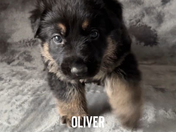 Close-up of a fluffy German Shepherd puppy named Oliver.